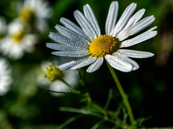 camomile flower with small drops of dew on the petals, illuminated by the morning sun