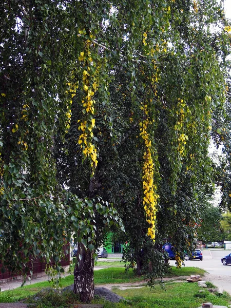 Нитки Жовтого Осіннього Листя Березовому Дереві Серед Зеленого Листя — стокове фото