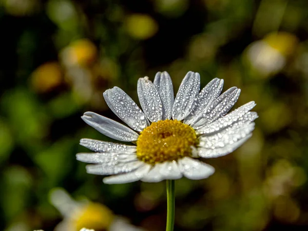 Kamomillblomma Med Små Droppar Dagg Kronbladen Upplyst Morgonsolen — Stockfoto