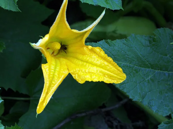 Flor Calabacín Amarillo Entre Vegetación Jardín Cama — Foto de Stock