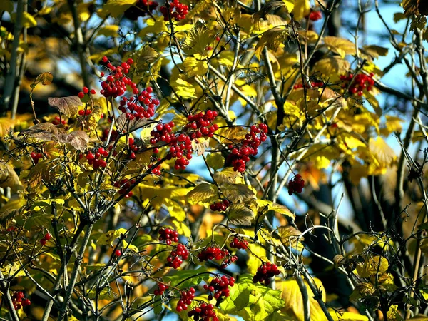 Rode Viburnum Bessen Tussen Kleurrijke Herfstbladeren Tegen Een Blauwe Lucht — Stockfoto