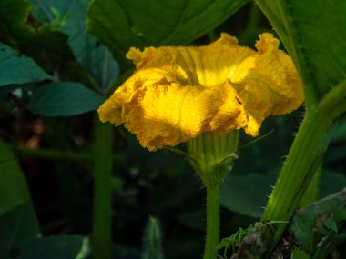 Bahçedeki doğal yeşilliğin arka planında sarı balkabağı çiçeği, makro, yaprakların üzerinde görünür villi.