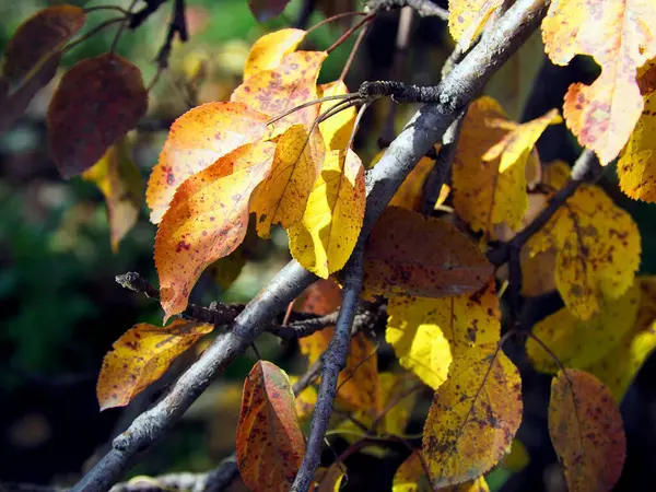 Foglie Colorate Melo Autunno Giardino Uno Sfondo Naturale Sfocato — Foto Stock