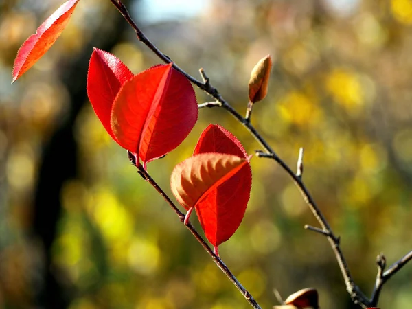 Helder Rood Multi Gekleurde Herfstbladeren Van Zwarte Bergas Een Wazige — Stockfoto