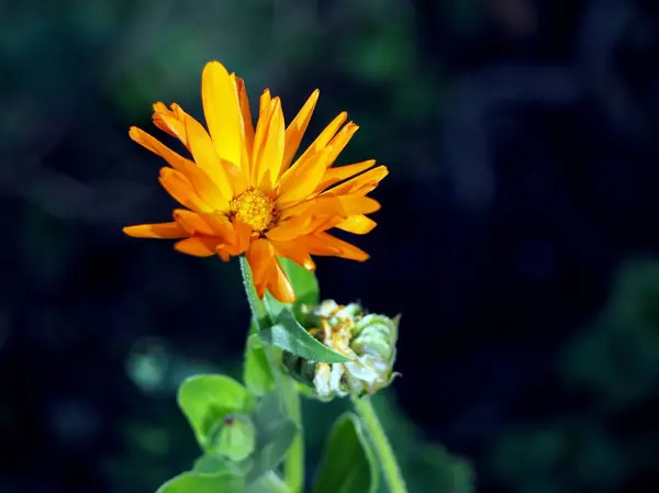 Sarı Calendula Çiçeği Latince Adı Calendula Olan Bitkiler Bulanık Doğal — Stok fotoğraf