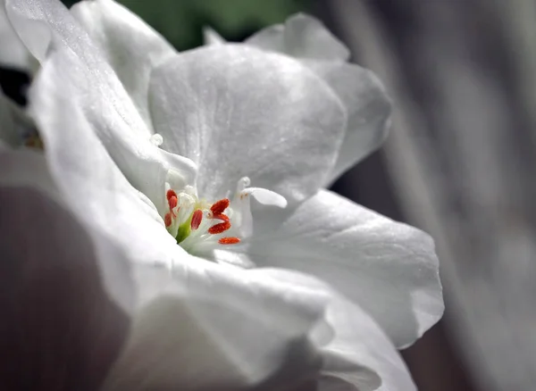 white geranium flower illuminated by the sun, macro, visible pistil and stamens