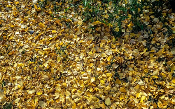 Bright Yellow Autumn Leaves Lie Ground Grass — Stock Photo, Image