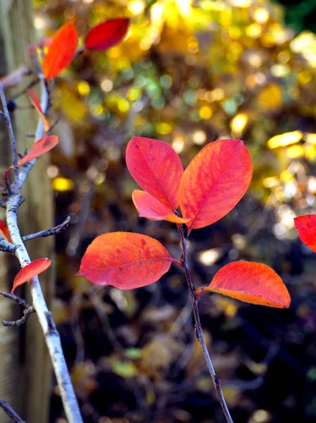 Φωτεινά Κόκκινα Και Πολύχρωμα Φθινοπωρινά Φύλλα Μαύρης Στάχτης Ένα Θολό — Φωτογραφία Αρχείου