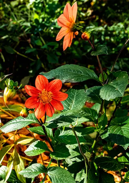 Λεπτή Κόκκινη Dahlia Στον Κήπο Φόντο Θολό Φυσικό Πράσινο Τελευταία — Φωτογραφία Αρχείου