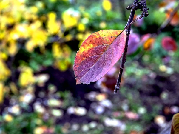 Hojas Coloridas Del Manzano Otoño Jardín Sobre Fondo Borroso Natural —  Fotos de Stock