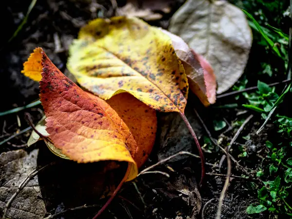 Colorful Apple Tree Leaves Autumn Ground Garden Natural Blurred Background — Stock Photo, Image