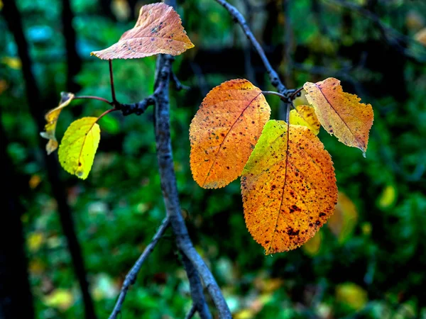 Bunte Apfelbaumblätter Herbst Garten Auf Einem Natürlichen Unscharfen Hintergrund — Stockfoto