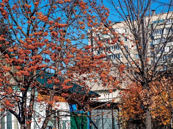 Aglomerados Cinza Montanha Vermelha Madura Outono Uma Árvore Sem Folhas — Fotografia de Stock