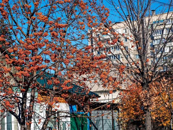 Racimos Ceniza Roja Madura Montaña Del Otoño Árbol Sin Hojas — Foto de Stock