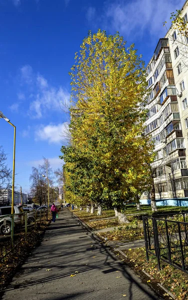 Árboles Amarillos Otoño Las Calles Ciudad Ciudad Chelyabinsk Urales Del — Foto de Stock