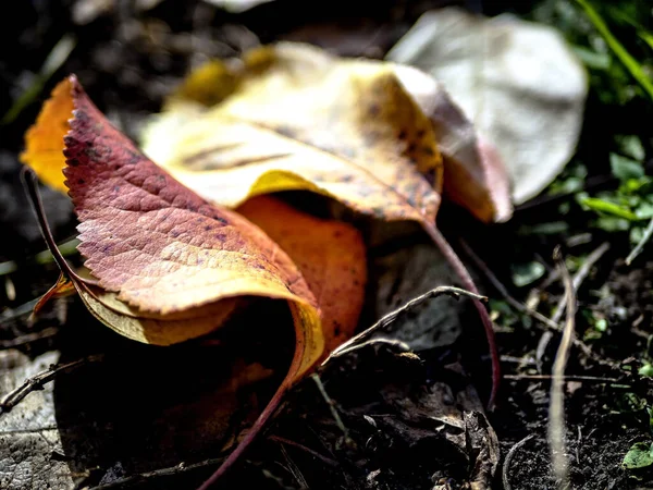 Барвисте Листя Яблуні Восени Землі Саду Природному Розмитому Фоні — стокове фото