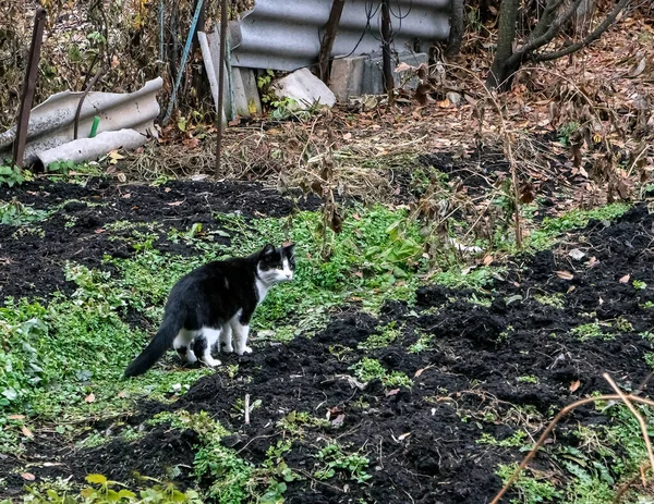 Bianco Nero Gatto Passeggiate Nel Giardino Autunnale Tra Erba — Foto Stock