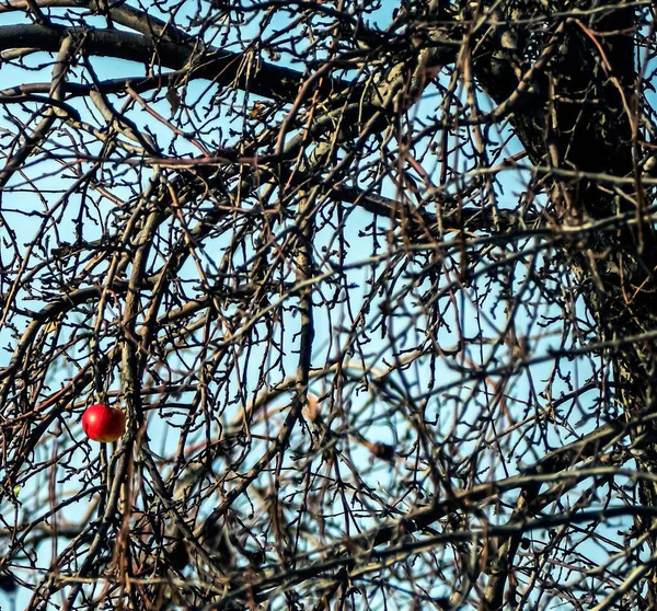 Enda Röd Äpple Bara Grenar Slutet Hösten — Stockfoto