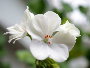 Pencere kenarında bir tencerede yetişen narin sardunya çiçeği, pencerenin dışında kış vardır.