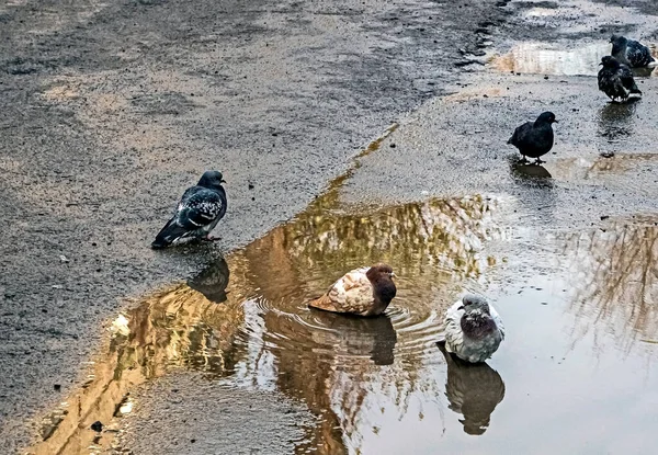 城市里的鸽子在秋天的水坑里洗澡 — 图库照片
