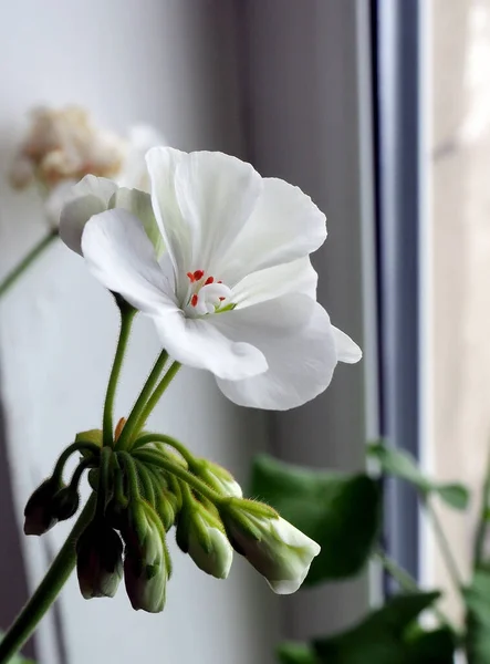 Delicada Flor Geranio Blanco Crece Una Olla Alféizar Ventana Fuera —  Fotos de Stock