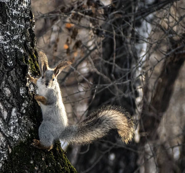Grauhörnchen Sitzt Auf Einem Baum Winterwald Südlichen Ural — Stockfoto