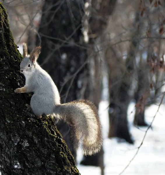 Γκρι Σκίουρος Κάθεται Ένα Δέντρο Στο Δάσος Του Χειμώνα Νότια — Φωτογραφία Αρχείου