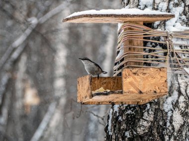 Nushache 'lar soğuk havada, kış ormanındaki bir yemlikte yemek yerler.