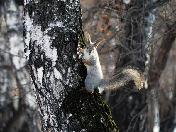 Szürke mókus ül egy fán a téli erdőben — Stock Fotó