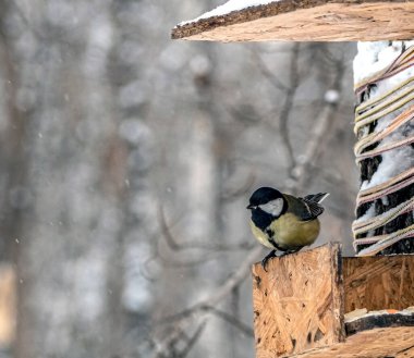 titfareler kış ormanlarındaki bir besleyicide yemek yerler.