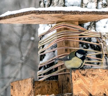 titfareler kış ormanlarındaki bir besleyicide yemek yerler.