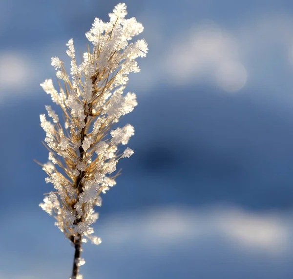 태양 광선을 받아 얼음 결정으로 덮인 얼어붙은 건조 한 식물, 매크로, 좁은 초점 지역 — 스톡 사진