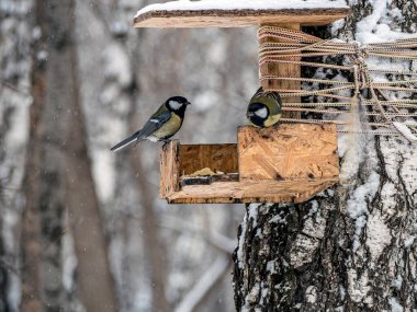 Tits eat food on a feeder in the winter forest in cold weather