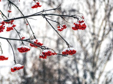 Kırmızı Rowan böğürtlenleri, bulanık doğal arka planda karla kaplı dallarda.