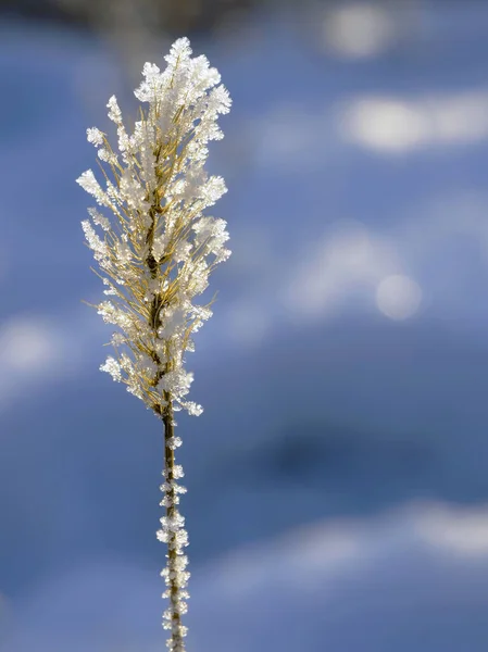 太陽光で照らされた氷の結晶で覆われた凍結乾燥した植物氷の結晶は塩の結晶のように見えます — ストック写真