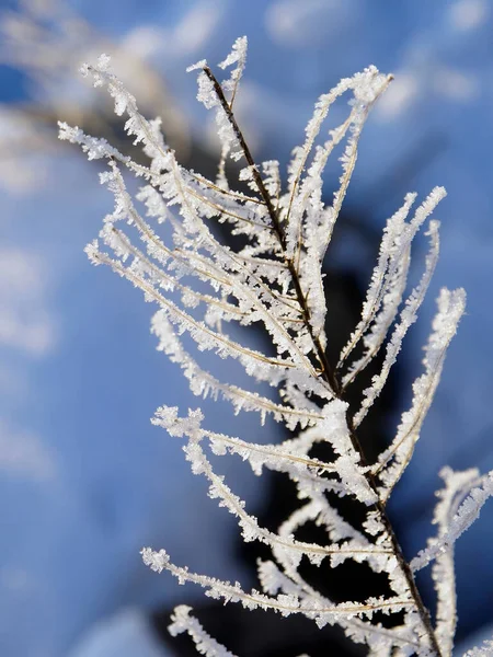 太陽光で照らされた氷の結晶で覆われた凍結乾燥した植物氷の結晶は塩の結晶のように見えます — ストック写真