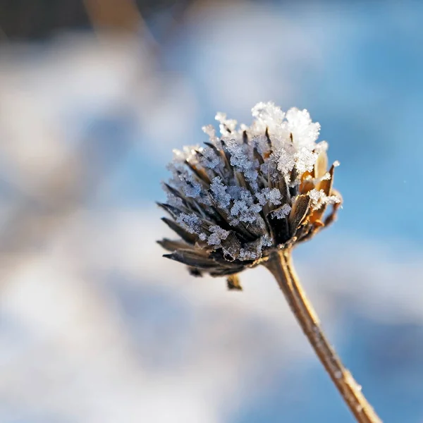 frozen dry plants covered with ice crystals illuminated by sunlight, ice crystals look like salt crystals