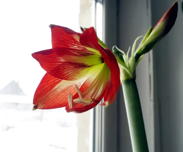 Rode Amaryllis Bloem Bud Achtergrond Van Het Winterlandschap Buiten Het — Stockfoto