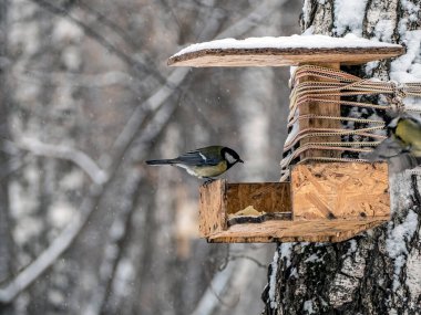 titfareler kış ormanlarındaki bir besleyicide yemek yerler.