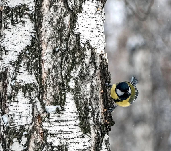 Titmouse letar efter mat på stammen av en björk träd i vinterskogen — Stockfoto