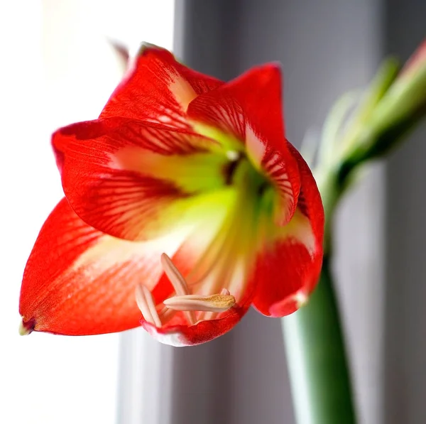 Red Amaryllis Flower Bud Background Winter Landscape Window — Stock Photo, Image