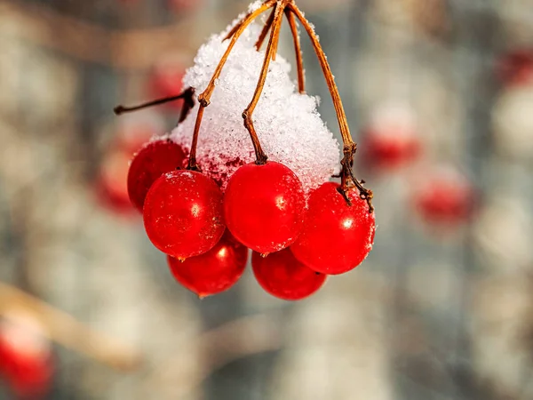 Bagas Viburno Vermelhas Maduras Cobertas Neve Geada Ramo Iluminado Pelo — Fotografia de Stock