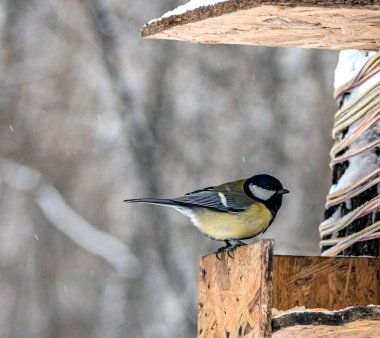titfareler soğuk havada kış ormanlarındaki bir besleyicide yemek yerler.