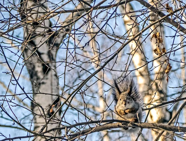 Šedá Veverka Sedící Stromě Zimním Lese Jižní Urale — Stock fotografie