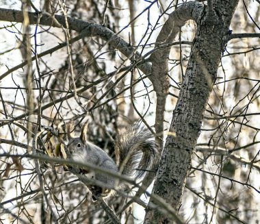 Güney Urallar 'da, kış ormanlarında ağaçta oturan gri sincap.