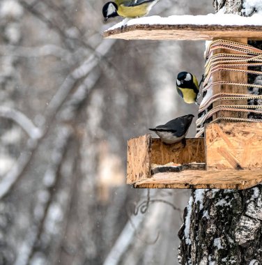 Tits and nuthatches eat food on a feeder in the winter forest in cold weather