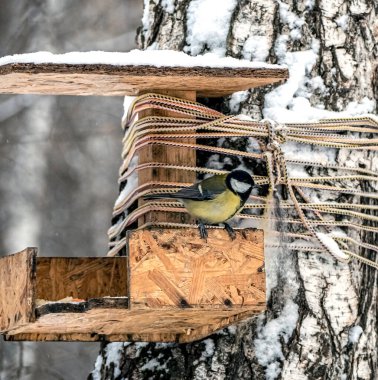 titfareler soğuk havada kış ormanlarındaki bir besleyicide yemek yerler.