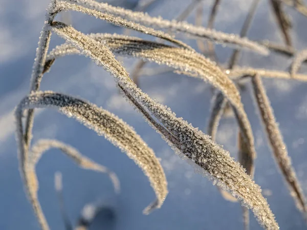 太陽光で照らされた氷の結晶で覆われた凍結乾燥した植物氷の結晶は塩の結晶のように見えます — ストック写真