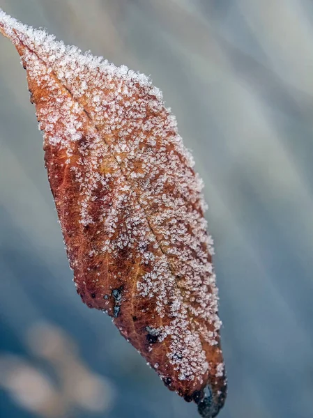 Trockenes Herbstblatt Auf Einem Zweig Der Mit Frost Und Eiskristallen — Stockfoto