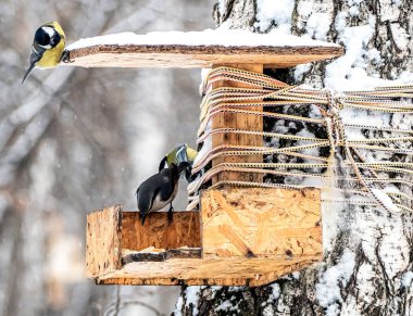 Tits and nuthatches eat food on a feeder in the winter forest in cold weather